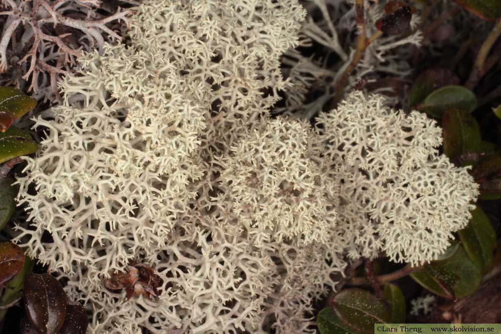 Cladonia stellaris, fönsterlav